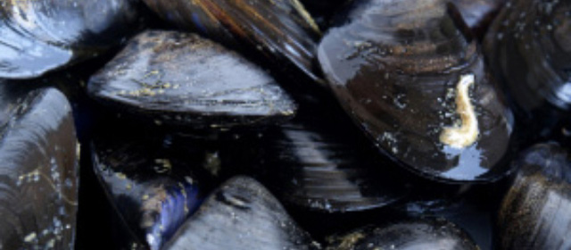 alianzas03